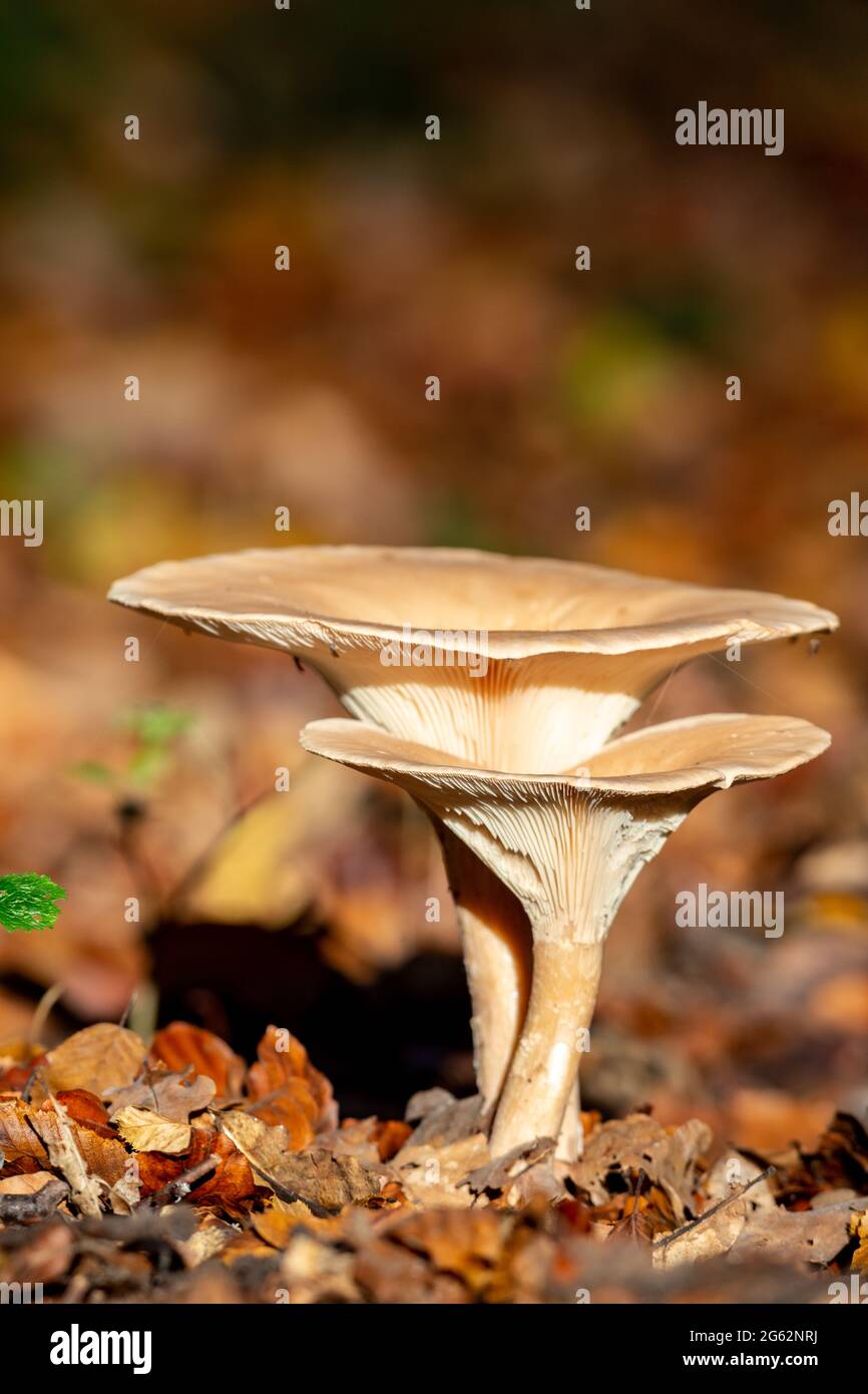 Pilze auf dem Waldboden im Naturschutzgebiet Mönchbruch bei Frankurt, Deutschland. Stockfoto