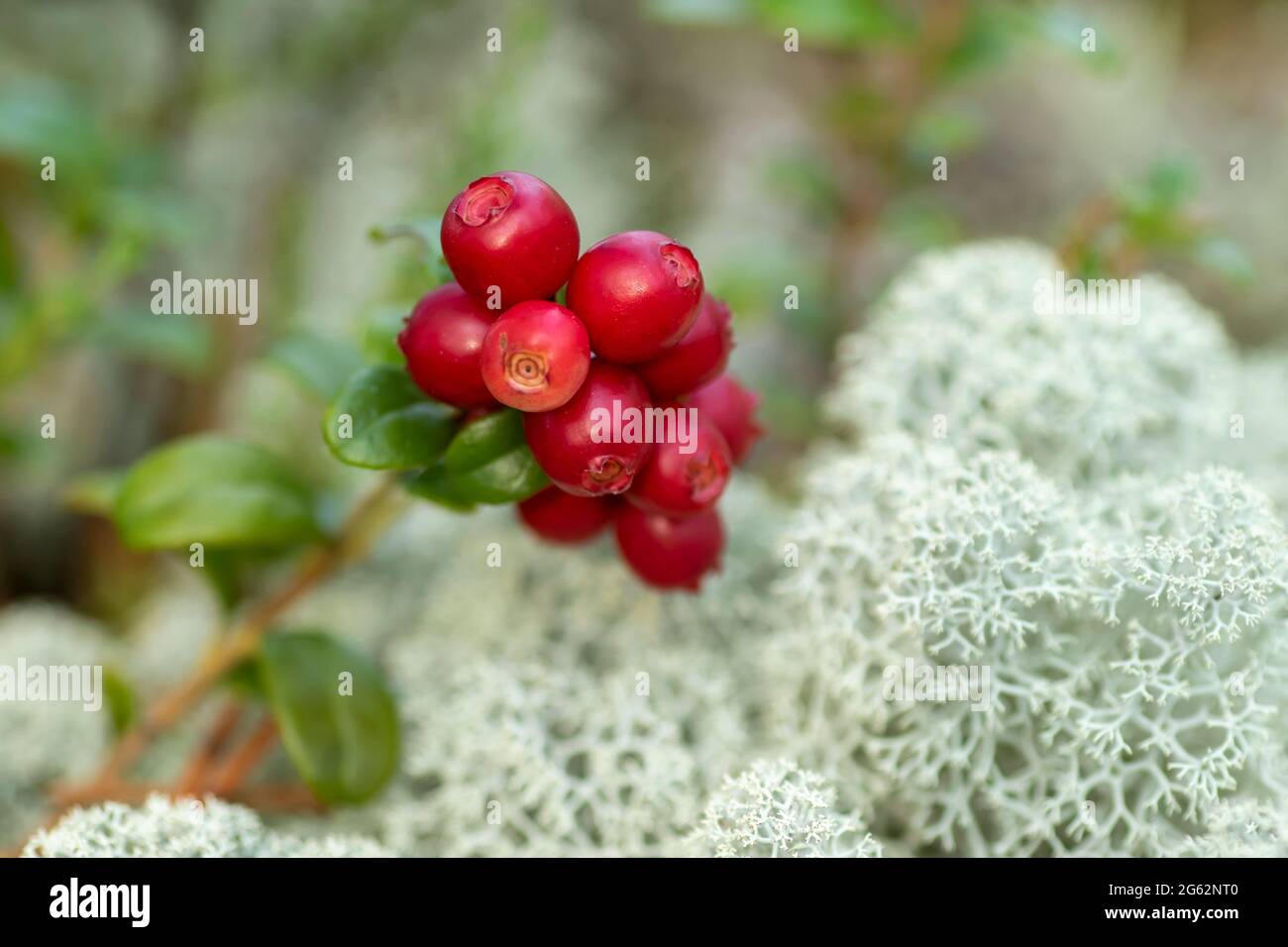 Köstliche reife rote Waldbeeren, Preiselbeeren, Vaccinium vitis-idaea, die in der estnischen Wildnis wachsen Stockfoto