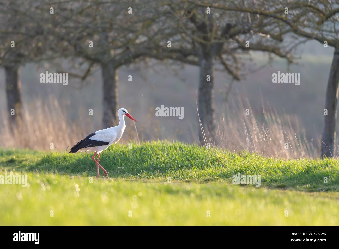 Weißstorch (Ciconia ciconia) auf einer Wiese im Frühjahr bei Hochheim, Deutschland. Stockfoto