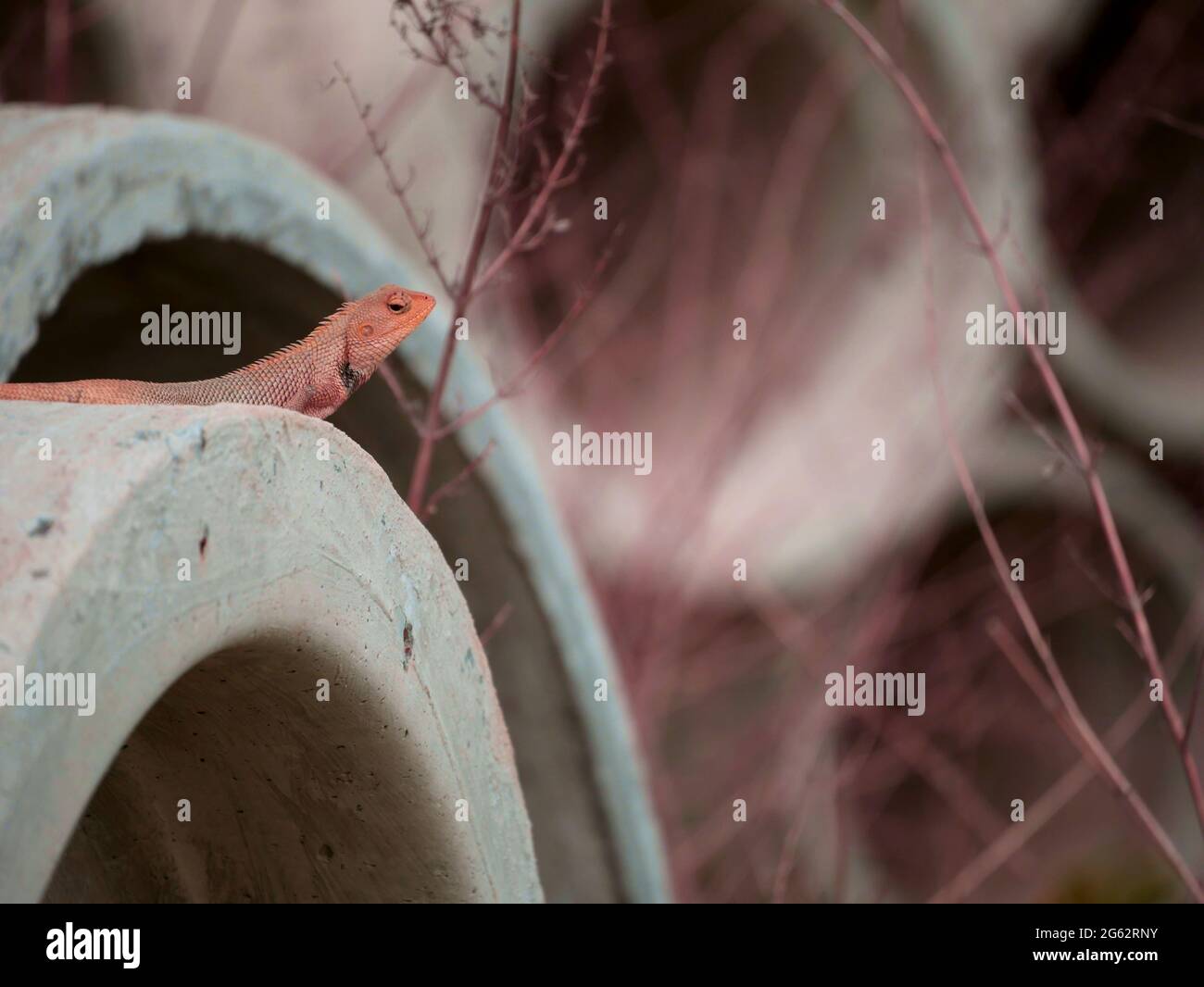 Asian Chameleon präsentiert auf Betonrohr Hintergrund, Tier Wildtiere Präsentation. Stockfoto