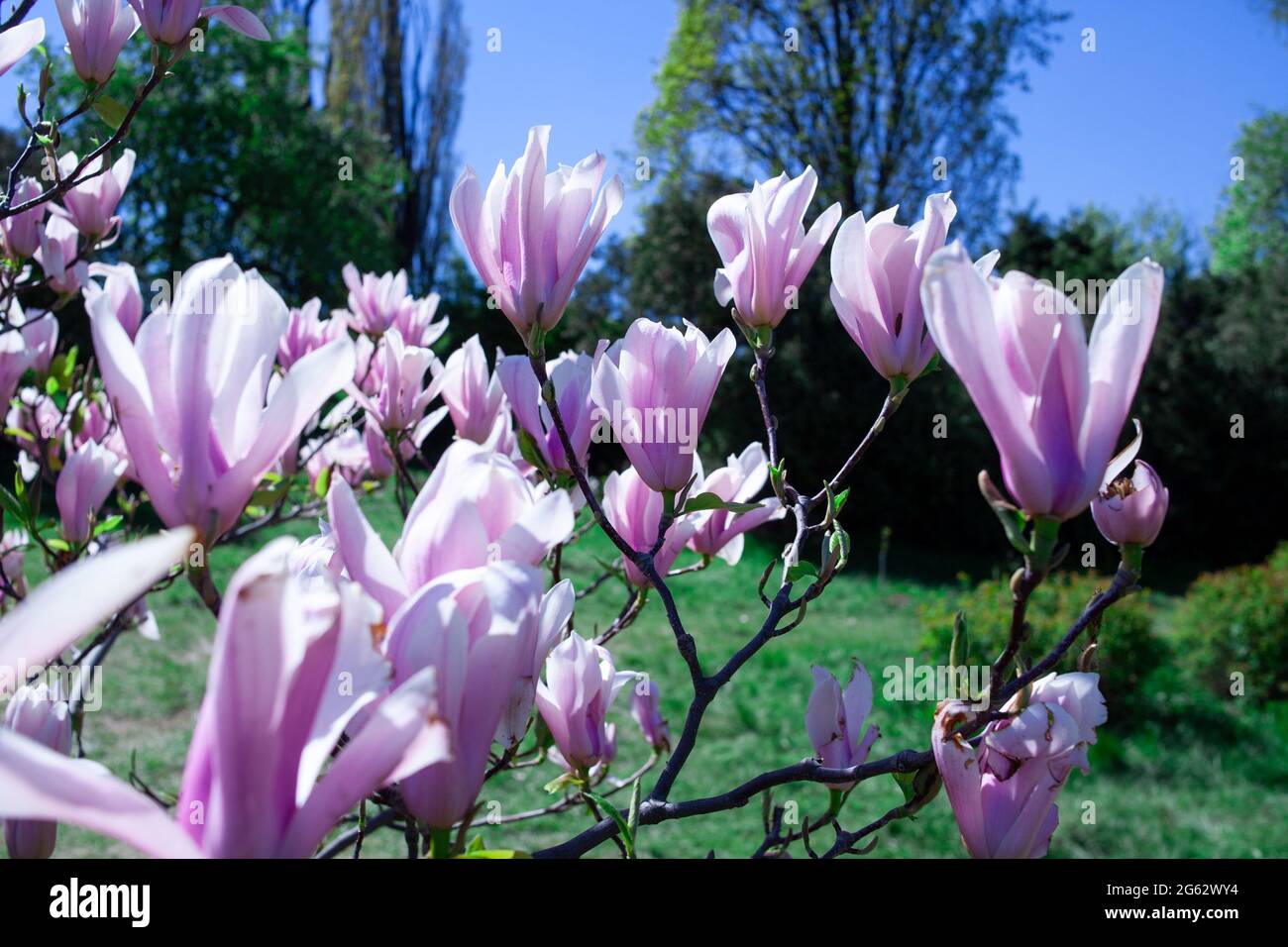 Lila Magnolien und Blütenknospen blühen im Frühling. Magnolia liliflora. Rosa Blüten auf dem Ast. Bloossom Hintergrund. Stockfoto