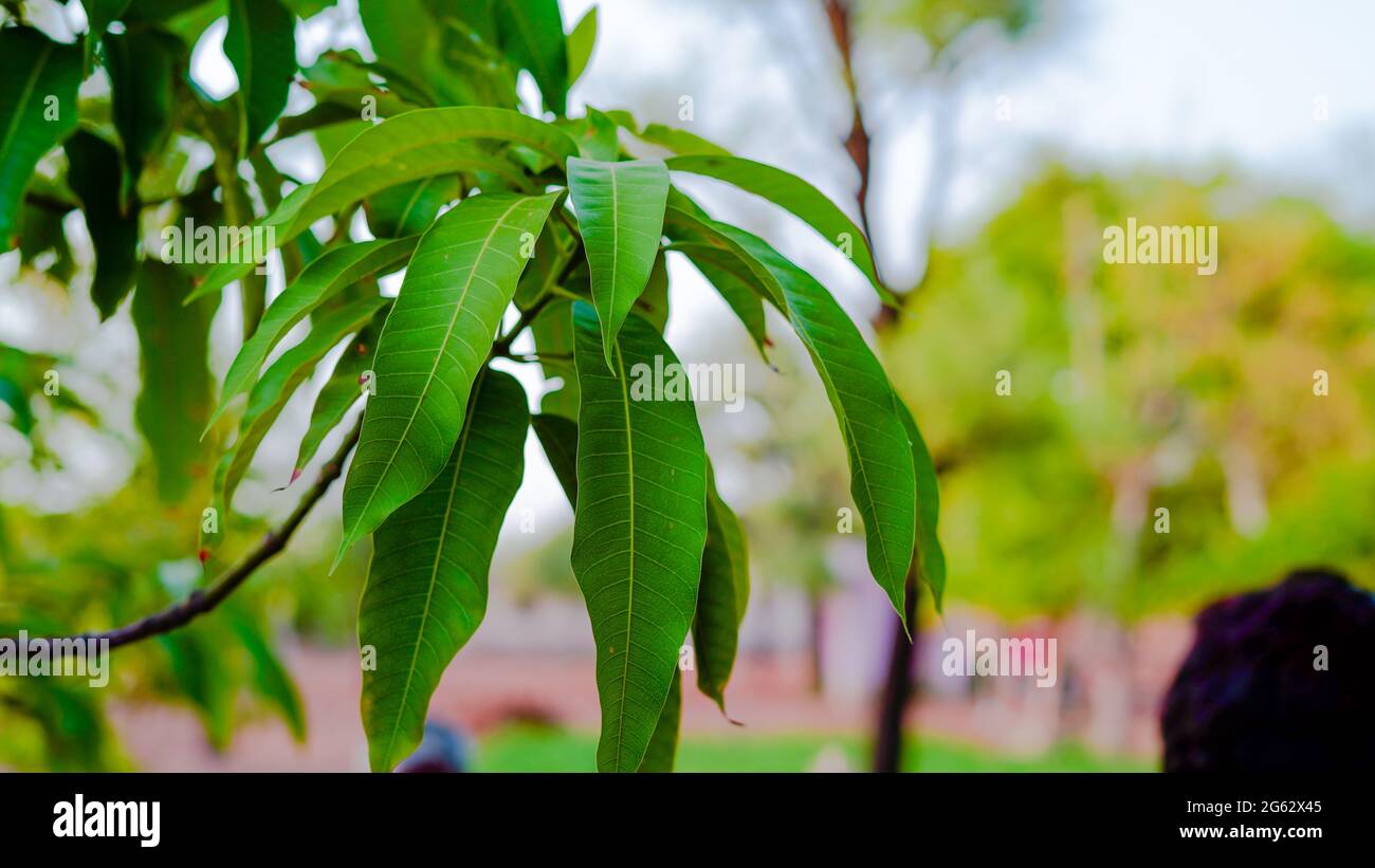 Grüne Frucht der Mangifera indica, die auf ihrem Baum wächst. Grünliches Blattmuster von Mango mit attraktivem grünlichem Pigment. Stockfoto