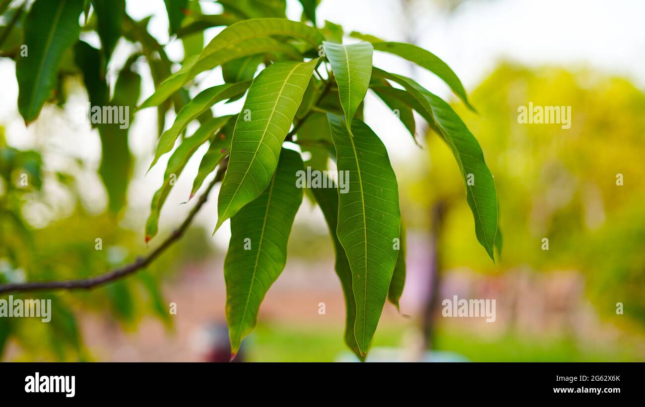 Grüne Blätter der Mangifera Indica-Pflanze oder des Mangobaums. Naturbedeckter Zweig der Mango-Pflanze. Stockfoto