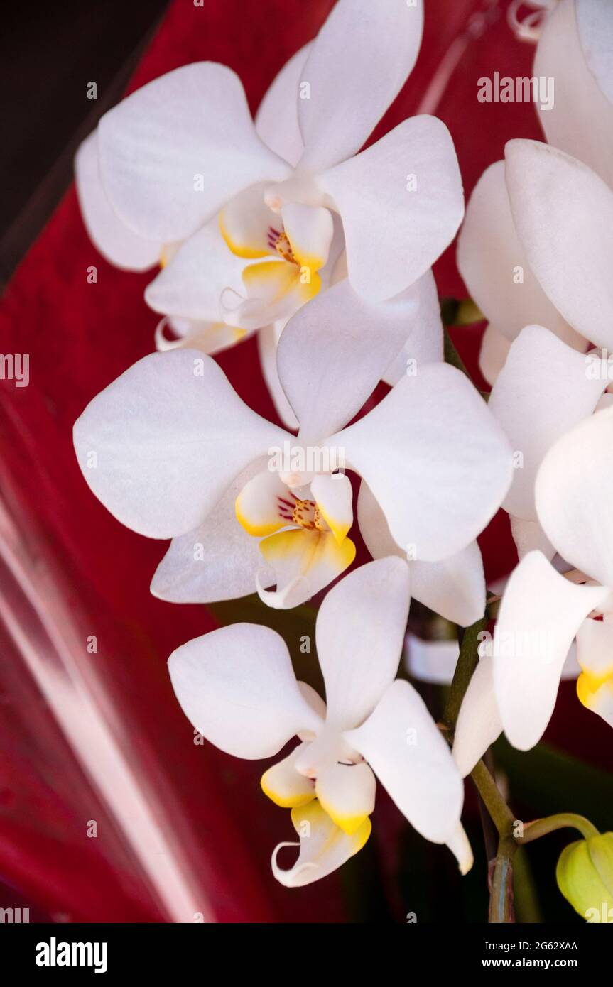 Exotische Orchideen sind wertvoll und beliebt in der Geschenkkultur Japans und in der japanischen Kulturkunst. Stockfoto