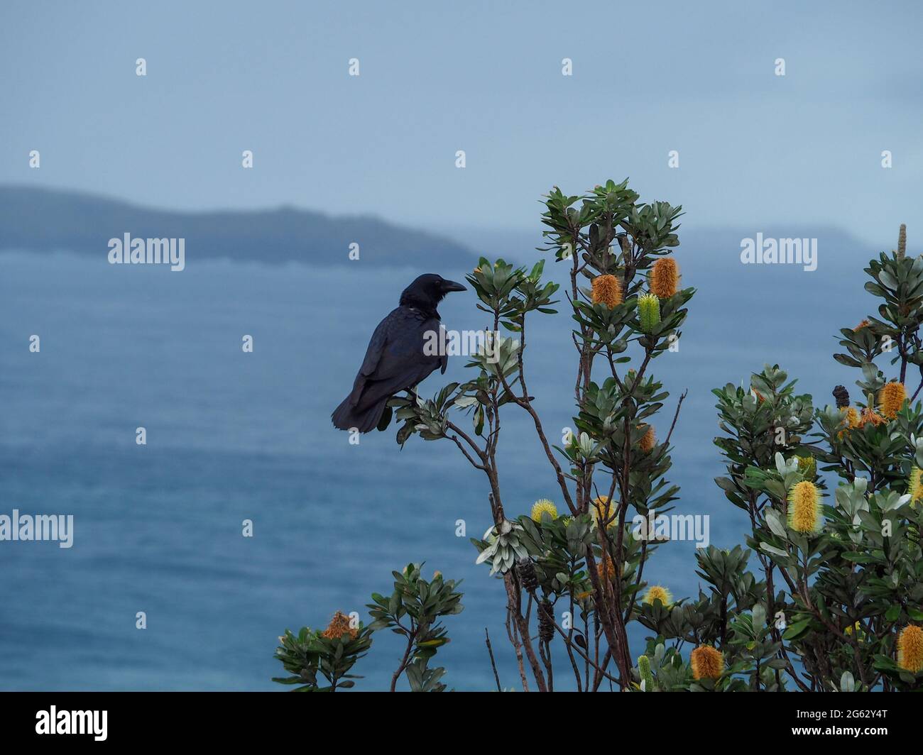 Vögel, ein schwarzer, gefiederter australischer Rabe hoch oben in einem Banksia-Busch mit Blick auf den blauen Pazifischen Ozean, Australien Stockfoto