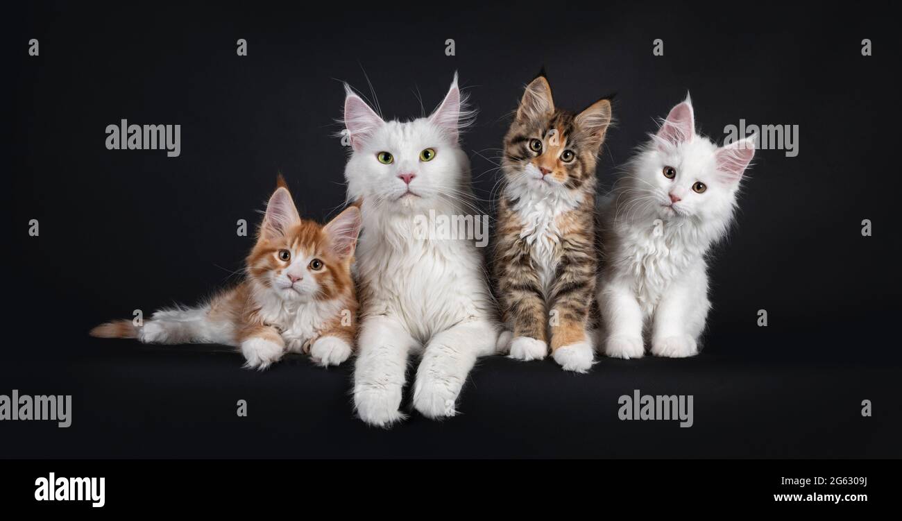 Schöne Katze Maine Coon Katzenfamilie von Mutterkatze und ihre drei Kätzchen, sitzen und liegen auf einer perfekten Reihe. Alle blicken auf die Kamera. Isoliert ein Stockfoto