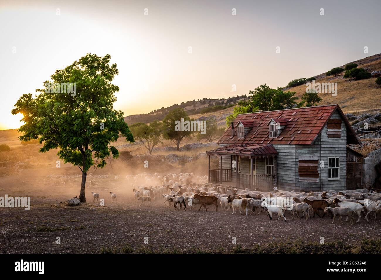 Gregge di pecore Stockfoto