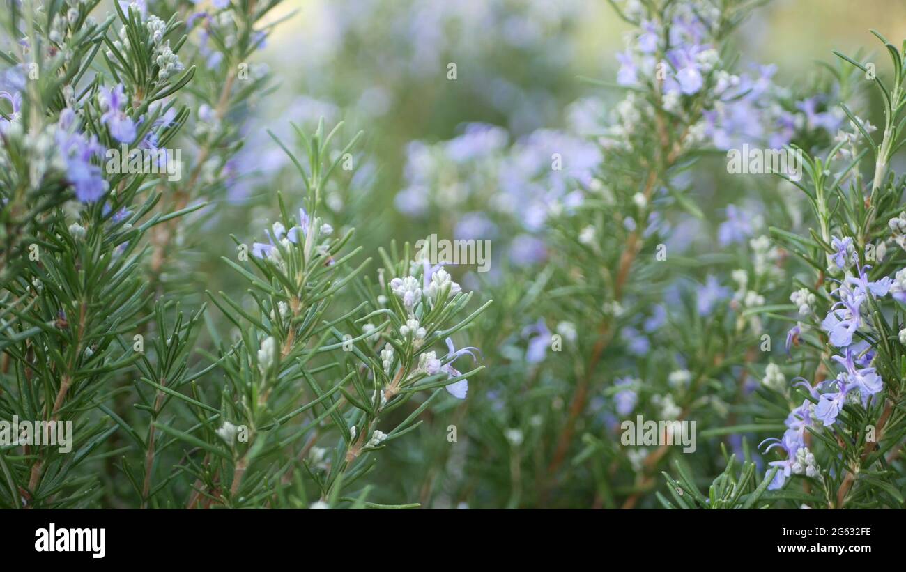 Rosmarin Salvia Kraut im Garten, Kalifornien USA. Frühlingswiese romantische Atmosphäre, Morgenwind, zartes reines Grün von aromatischem Salbei. Feder f Stockfoto