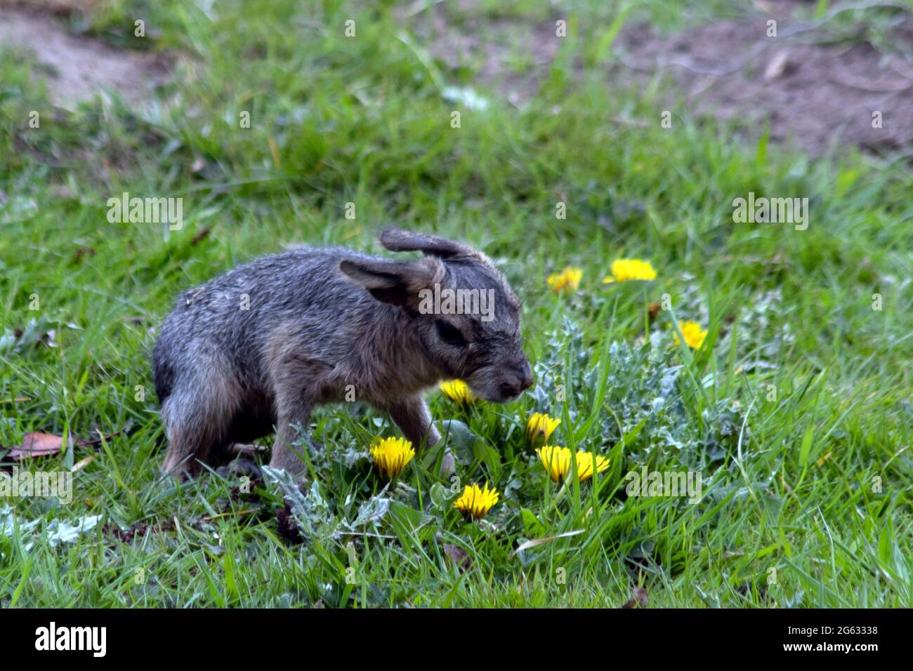 Neugeborener patagaonischer Hase, nicht älter als eine Stunde Stockfoto