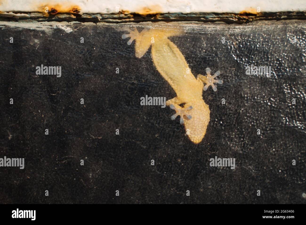 Der Grund des gelben gekko auf dem Glas der rostigen alten Garage Stockfoto
