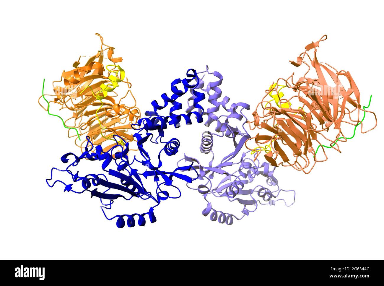 Kristallstruktur des Histon-Acetyltransferase-Komplexes; Histon H4 (gelb), Histon H3 (grün) abgebildet. 3D-Cartoon-Modell, weißer Hintergrund Stockfoto