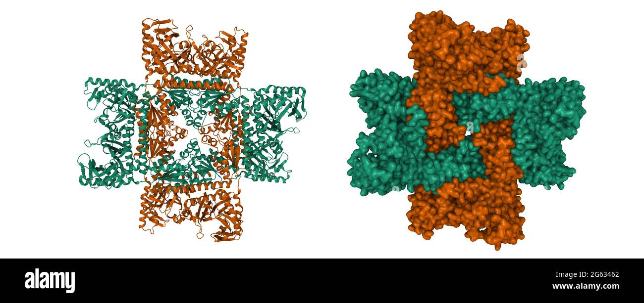 Struktur der menschlichen oktameren PAICS, 3D-Cartoon und Gaußsche Oberfläche Modell, weißer Hintergrund Stockfoto