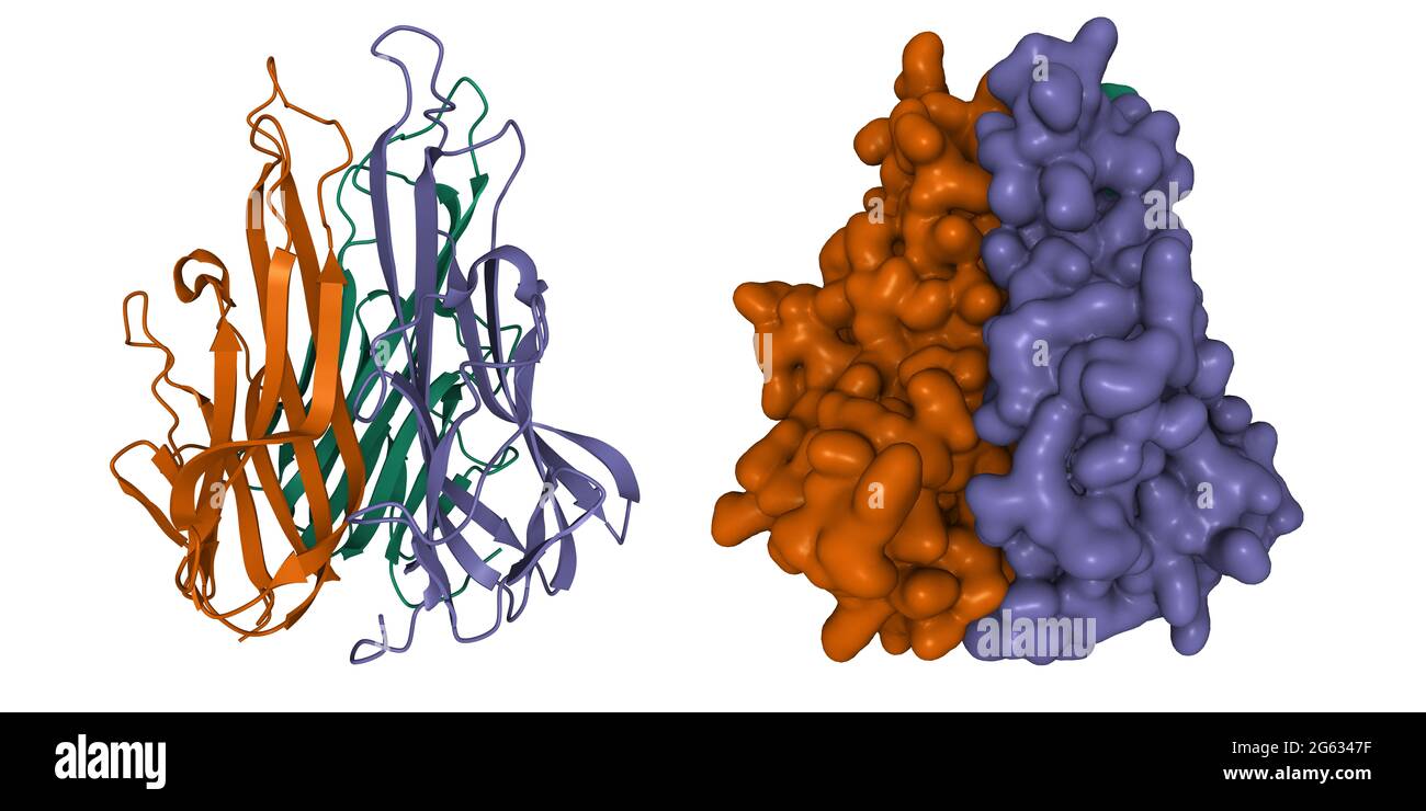 Struktur des Homotrimers des Tumornekrosefaktors alpha (TNF1). 3D-Cartoon und Gaußsche Oberfläche Modell, weißer Hintergrund Stockfoto