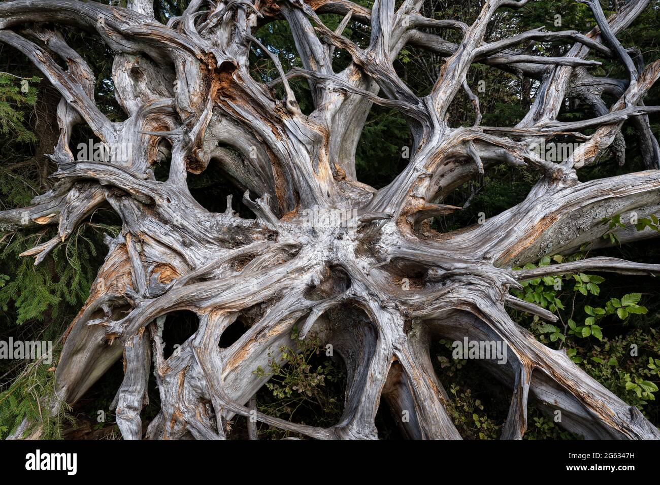 Nahaufnahme der alten Wurzelplatte eines Baumes nach dem Windwurf Stockfoto