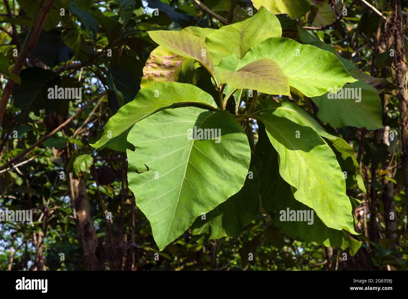 Junge und alte Teakholz (Tectona grandis) grüne Blätter. Stockfoto