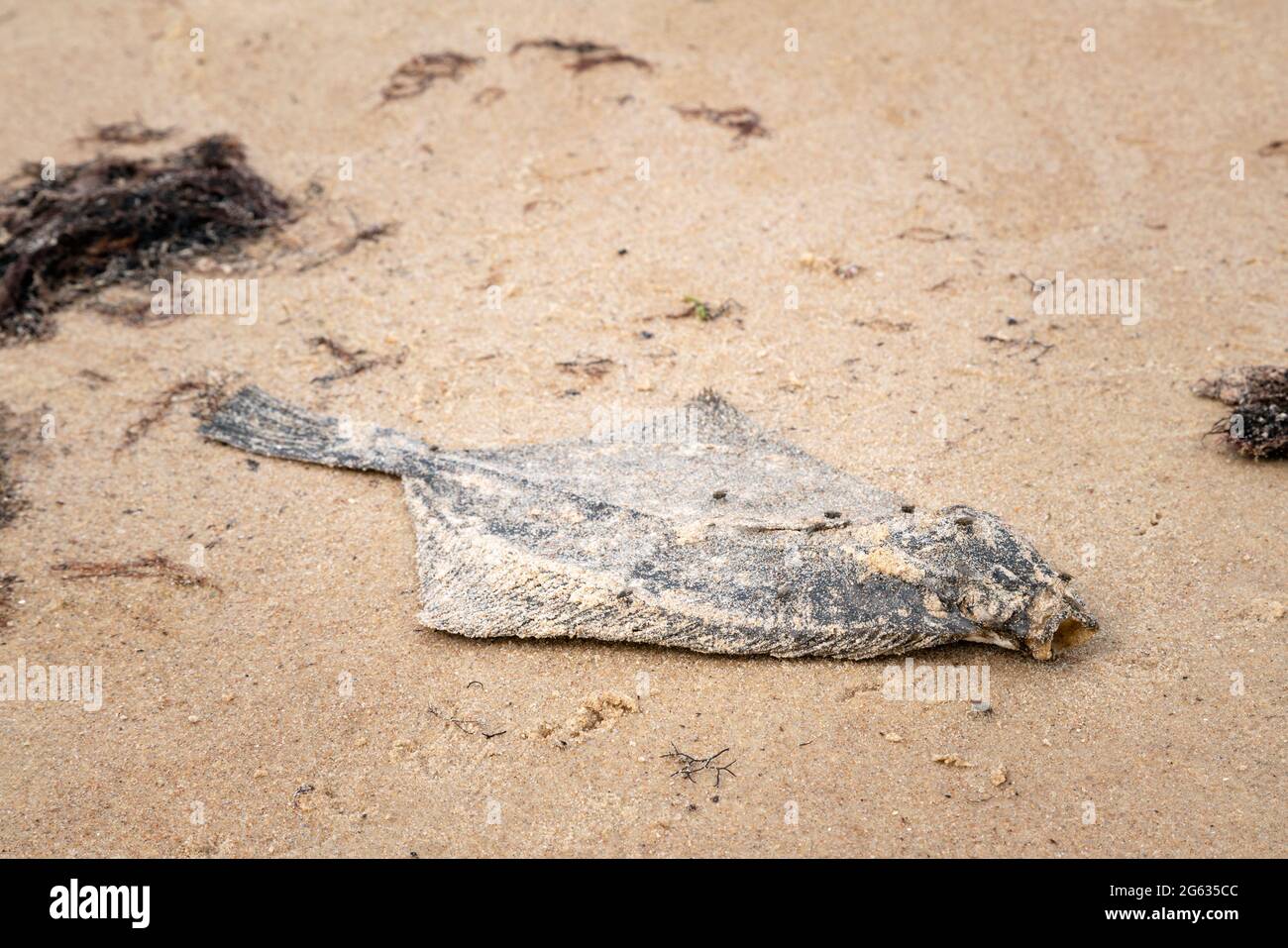 Tote Plattfische auf dem Sand am Meer. Wasserverschmutzung, Umweltkatastrophe. Toter Fisch an der Küste. Stockfoto