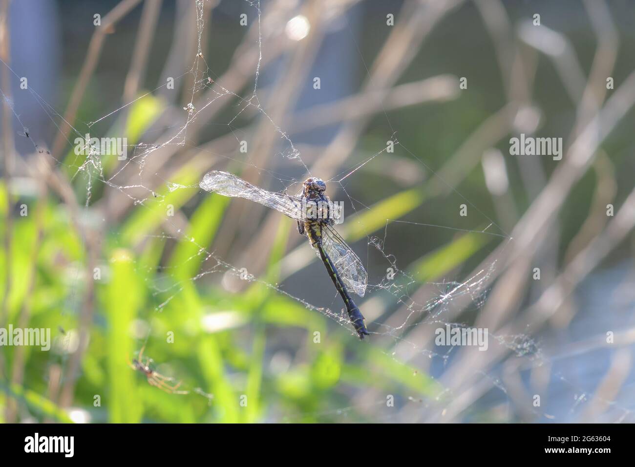 Tote Libelle im Spinnennetz im sonnigen Sommergarten Stockfoto