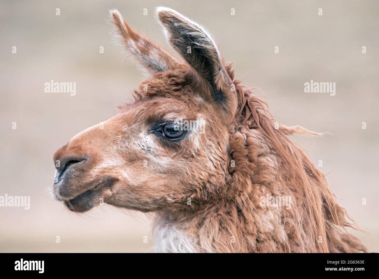 Profilportrait eines Llama. Stockfoto