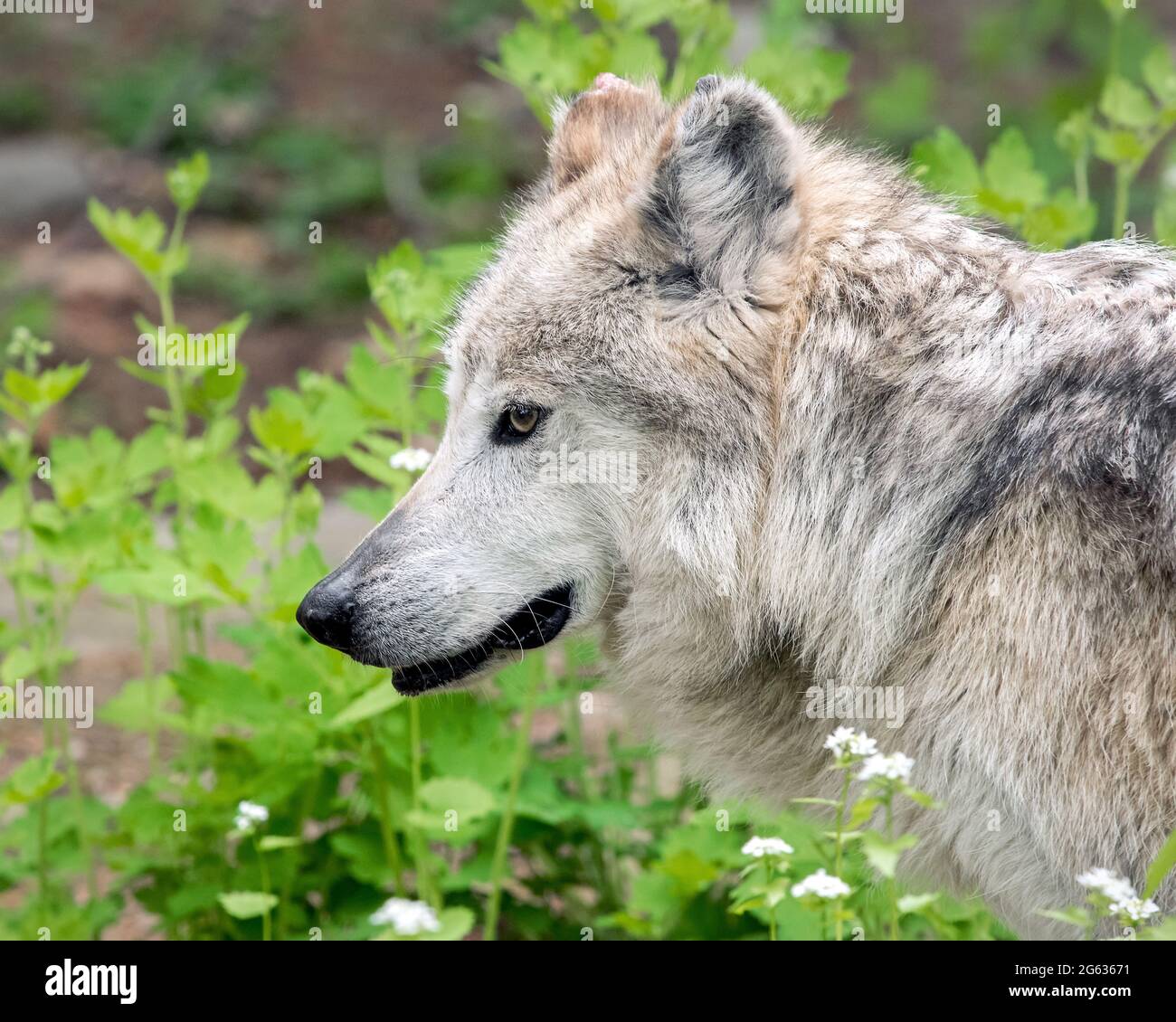 Mexikanischer grauer Wolf (Canis lupus baileyi) Stockfoto