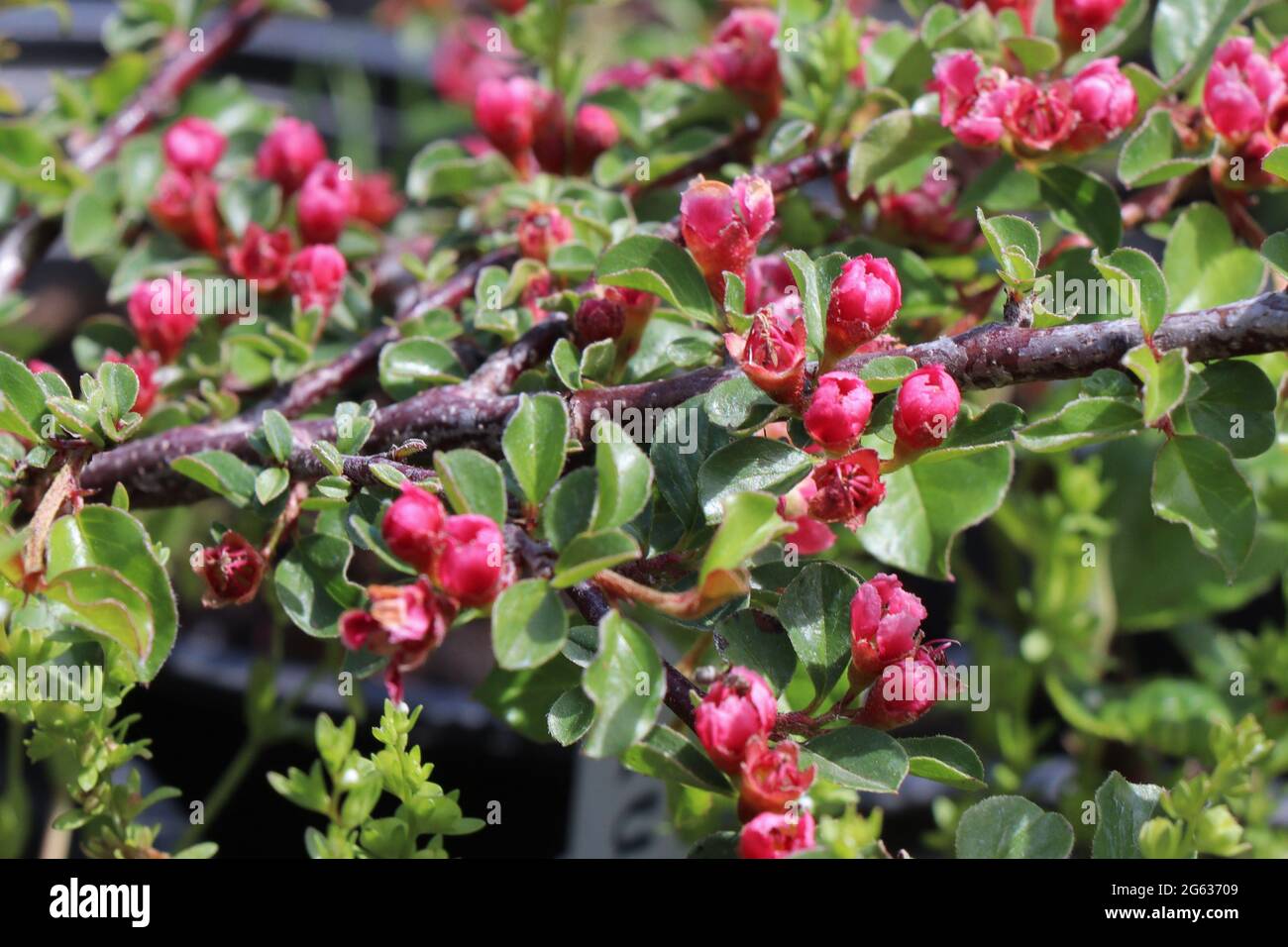 Blühende Pflanze von Cotoneaster horizontalis. Stockfoto