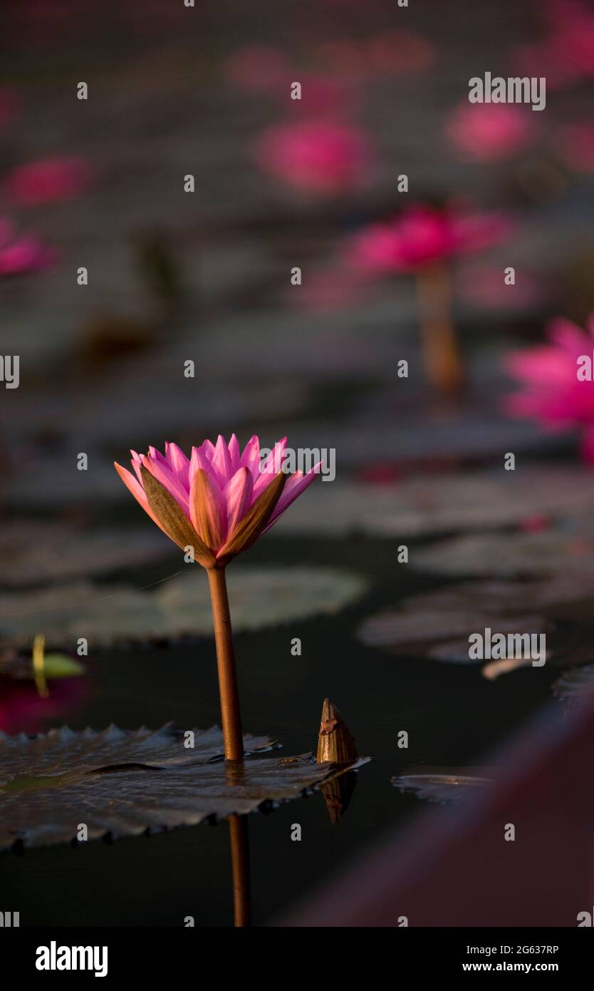 Seerose im Bach Stockfoto