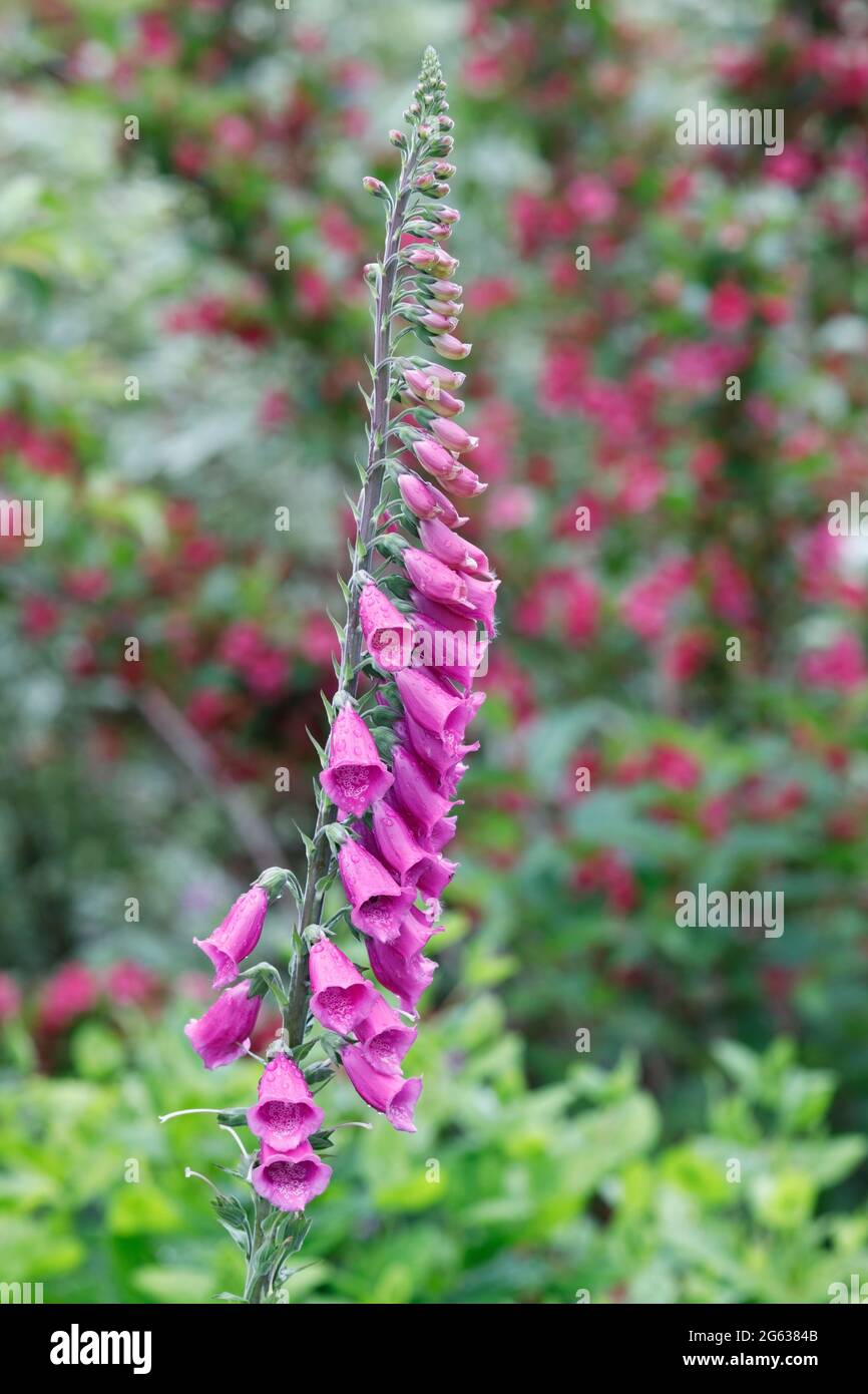 Digitalis purpurea blüht in einem englischen Garten. Stockfoto