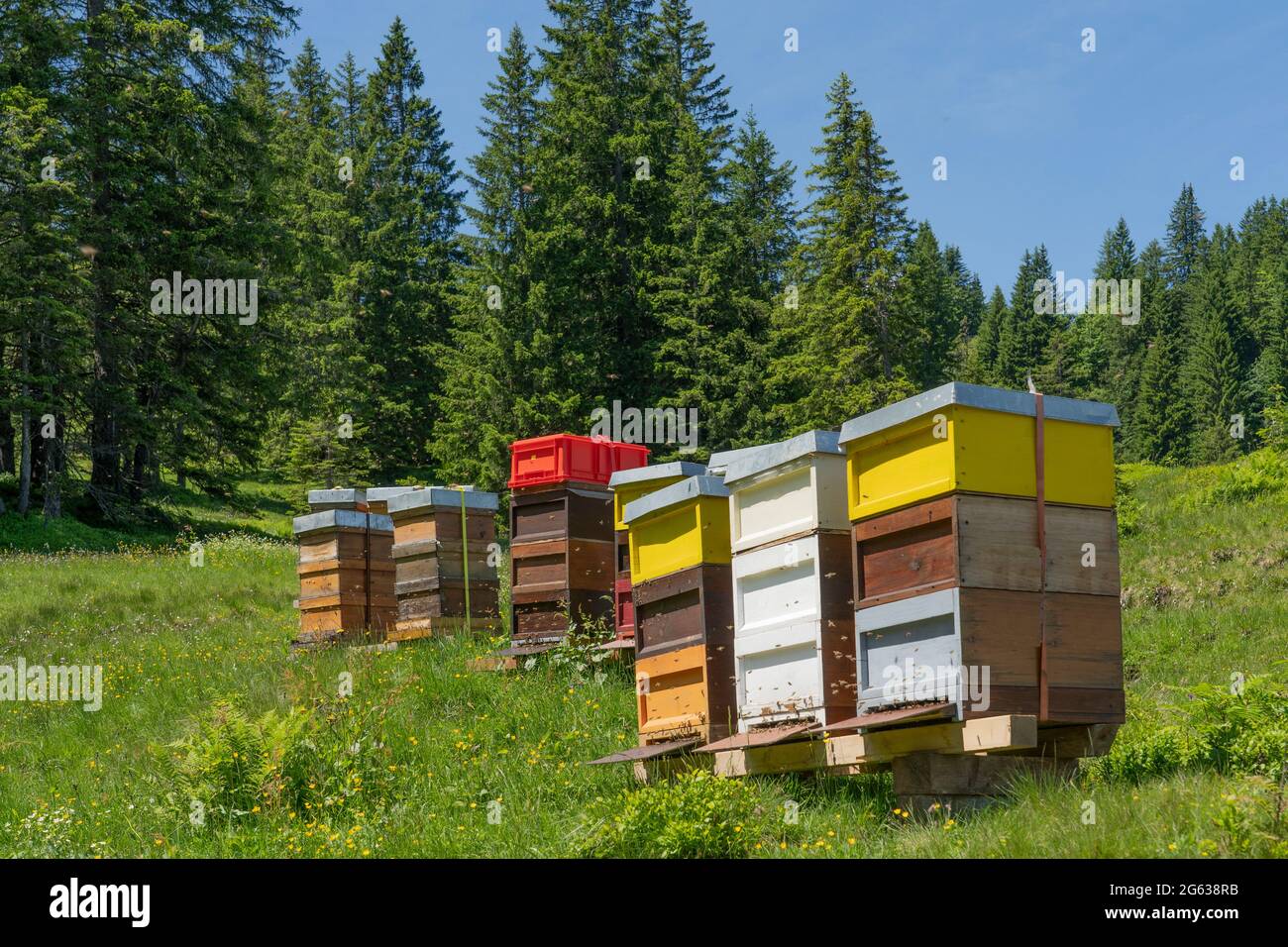 Bunte Bienenstöcke mit fleißigen Bienen auf einer blühenden Frühlingswiese in den Allgäuer Alpen oberhalb des Dorfes Oberjoch, Allgau, Bayern, Deutschland Stockfoto