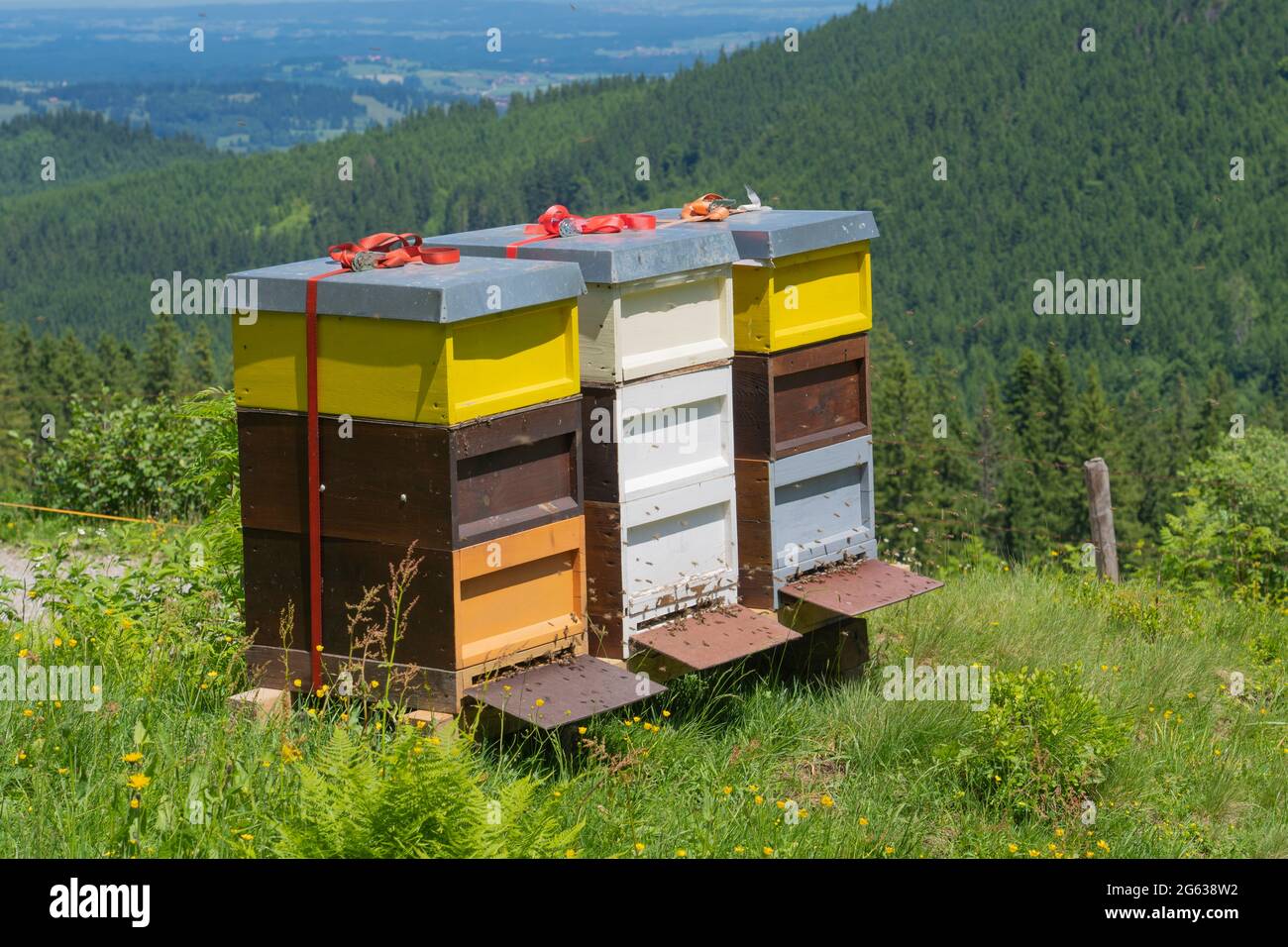 Bunte Bienenstöcke mit fleißigen Bienen auf einer blühenden Frühlingswiese in den Allgäuer Alpen oberhalb des Dorfes Oberjoch, Allgau, Bayern, Deutschland Stockfoto