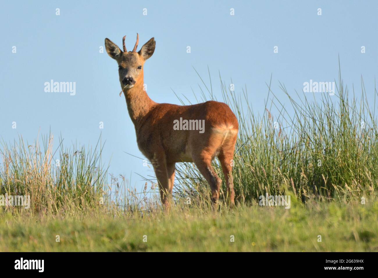 Roe Deer auf Talkin Fell, Cumbria Stockfoto