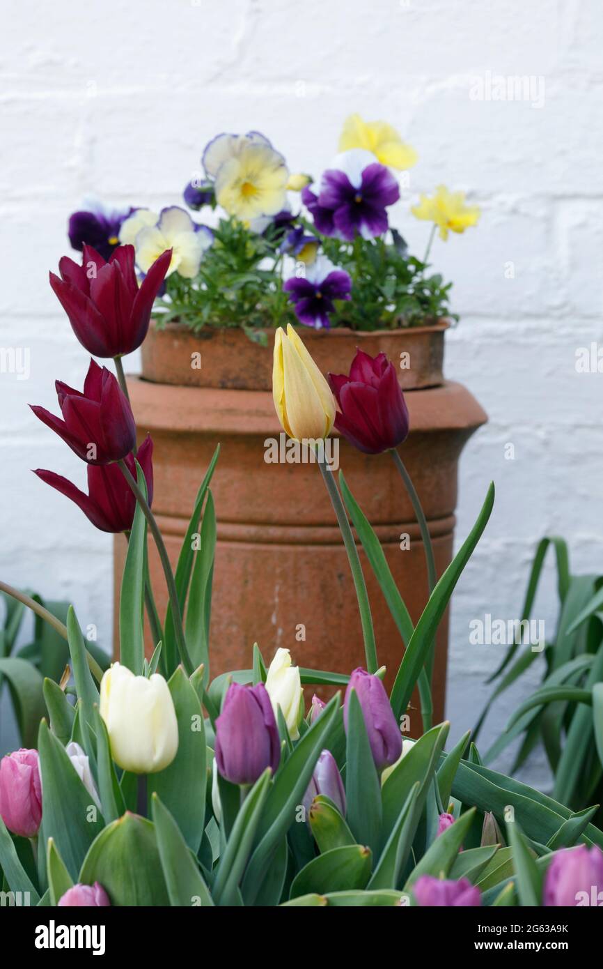 Blumenanzeige im Frühling - Tulpen - Stiefmütterchen - April Stockfoto