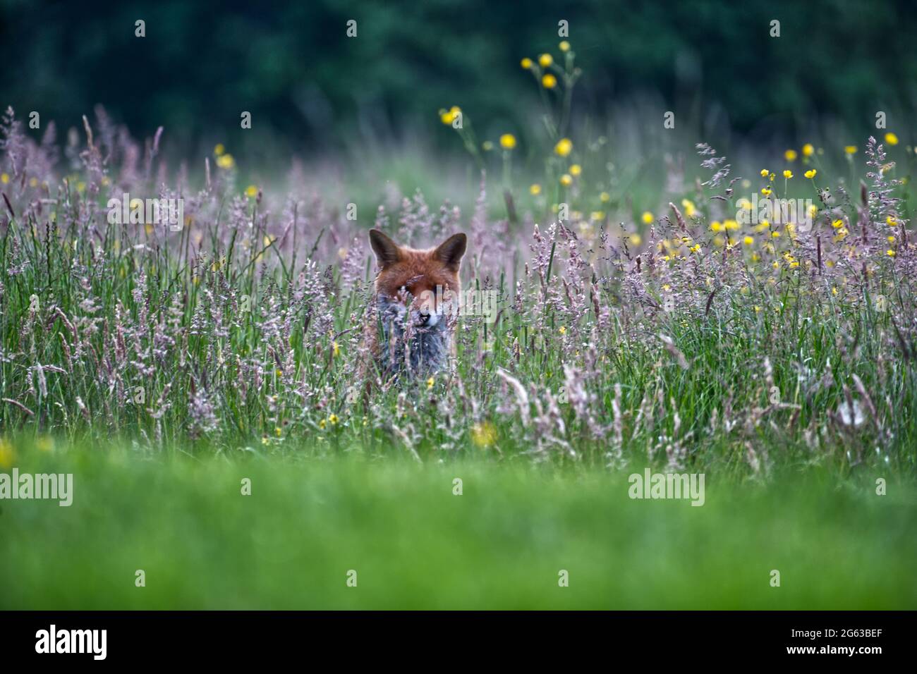 Rotfuchs Stockfoto