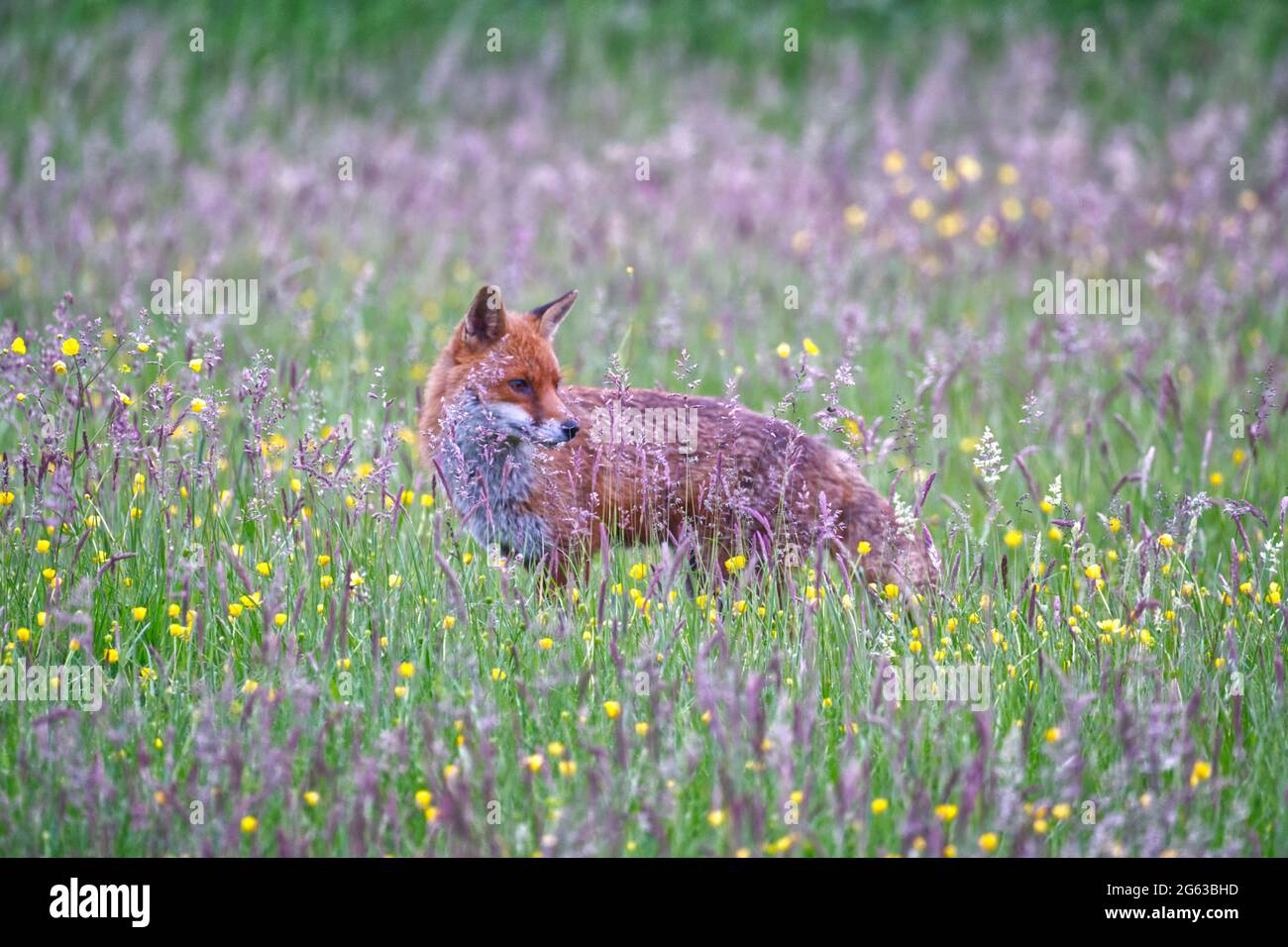 Rotfuchs Stockfoto