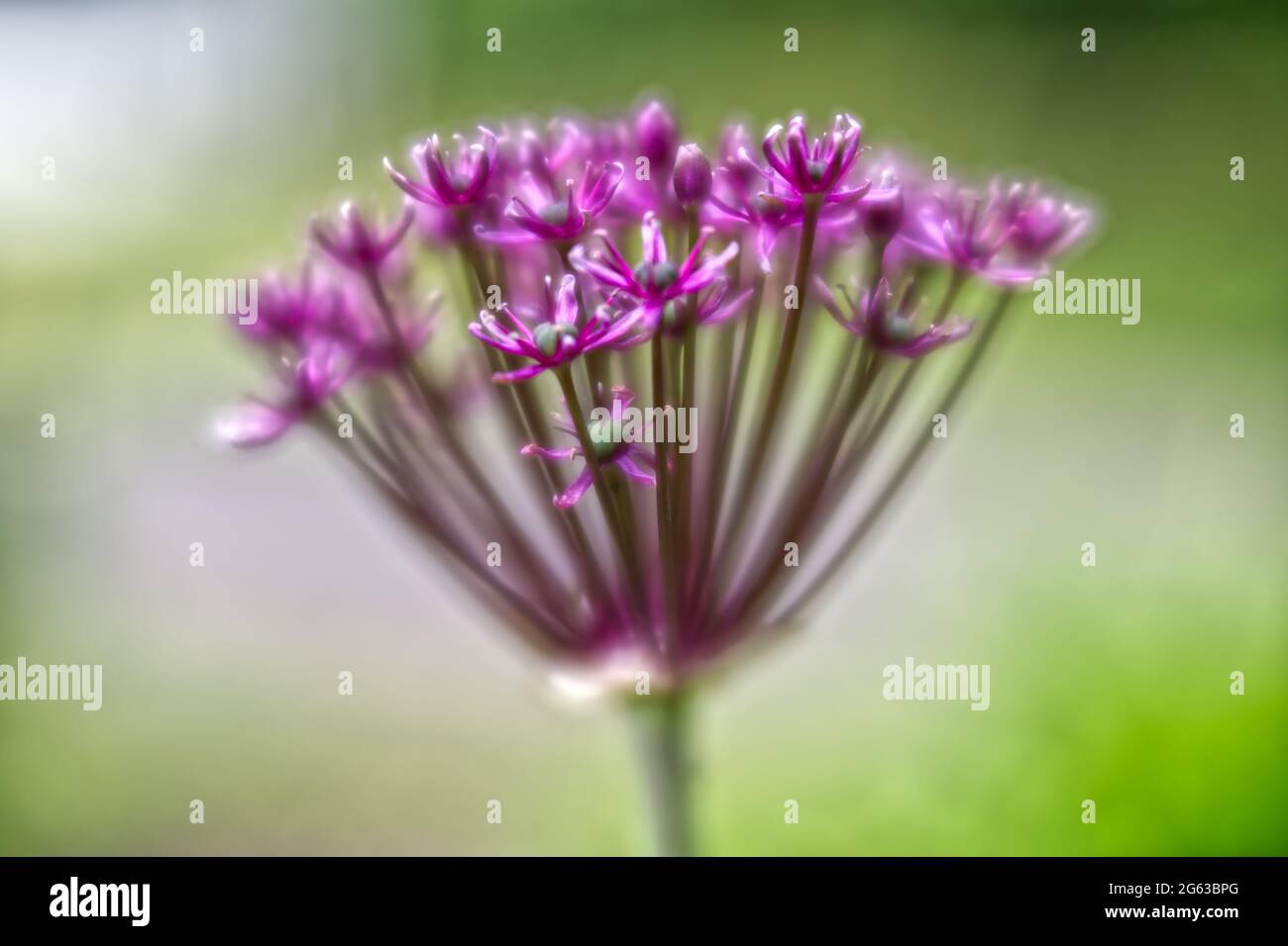 Allium Hollandicum Stockfoto
