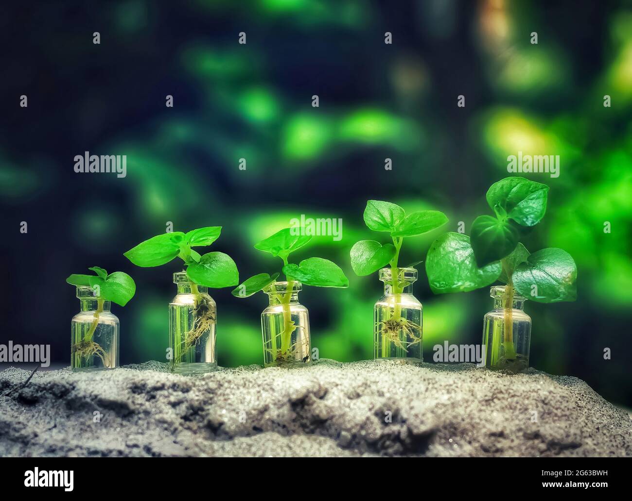 Pflanzenbau Schritt Konzept in Glas. Bank-, Spar- und Anlagekonzept. Stockfoto