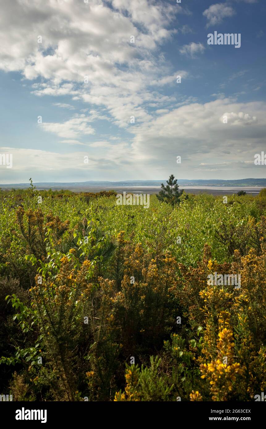 Blick auf die Dee-Mündung und die Welsh Hills vom Cleaver Heath Nature Reserve in Heswall Wirral England Stockfoto