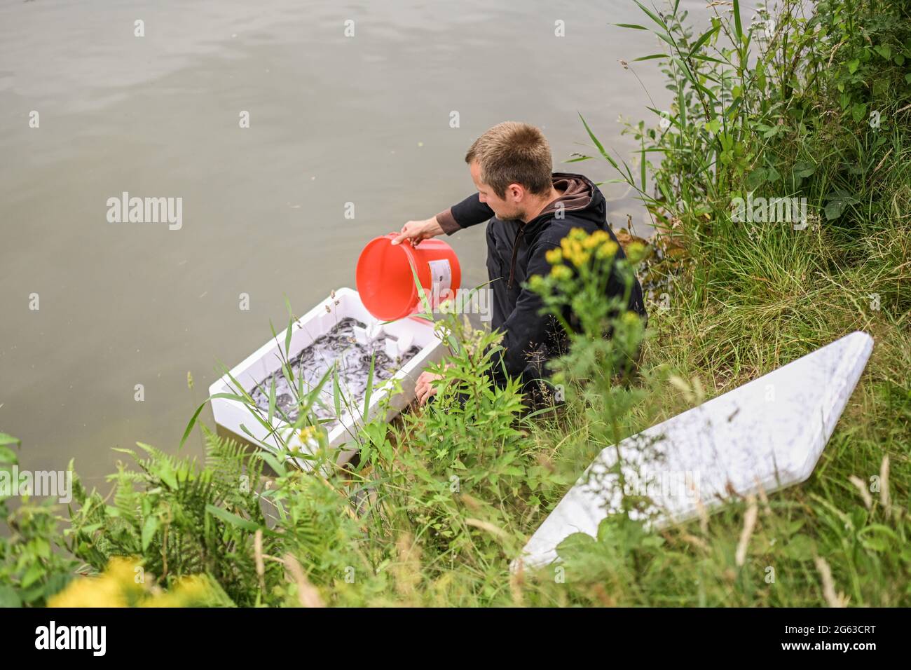 Bramsche, Deutschland. Juli 2021. Ein Mann bereitet sich darauf vor, Jungaale in den Mittelland-Kanal zu entlassen. Der Niedersächsische Anglerverband lässt junge Aale frei und hilft ihnen, Hindernisse auf ihrem natürlichen Migrationsweg zu vermeiden. Der Aal war einst ein wichtiger Anbau- und Brotfisch in Norddeutschland. Aber Wasserkraftwerke und Wehre blockieren jungen Aalen den Weg von der Nordsee in die Flüsse und Bäche. Kredit: Mohssen Assanimoghaddam/dpa/Alamy Live Nachrichten Kredit: dpa picture Alliance/Alamy Live Nachrichten Stockfoto