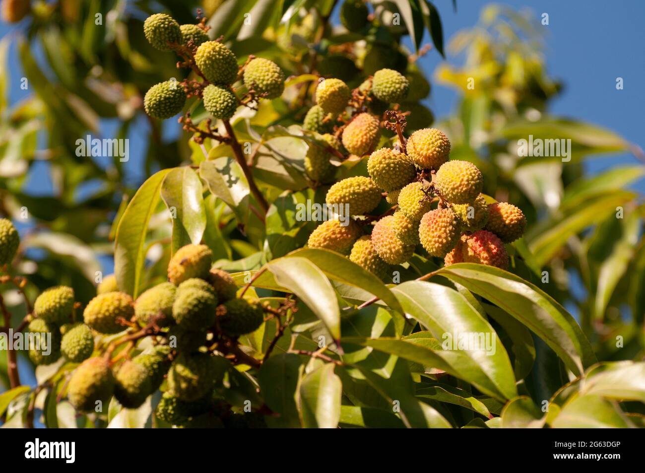 Litschi-Frucht auf dem Baum bereit zum Pflücken Stockfoto