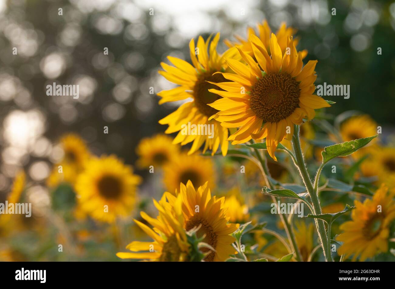 Biologische gelbe Sonnenblumen in voller Blüte Stockfoto