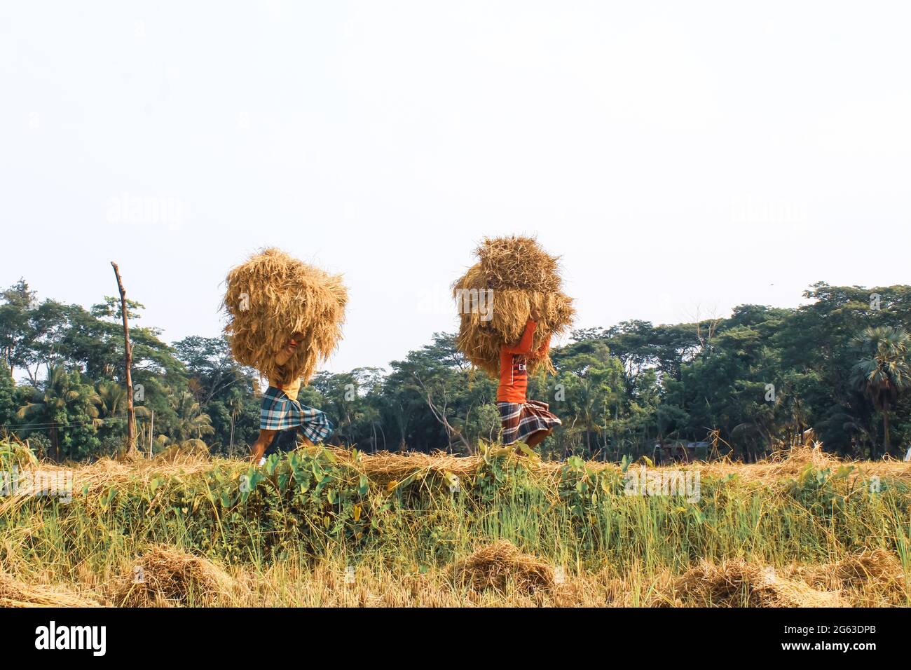Bangladeschischer Landwirt sammelt Reisig, um nach der Ernte den Kopf zu tragen. Stockfoto