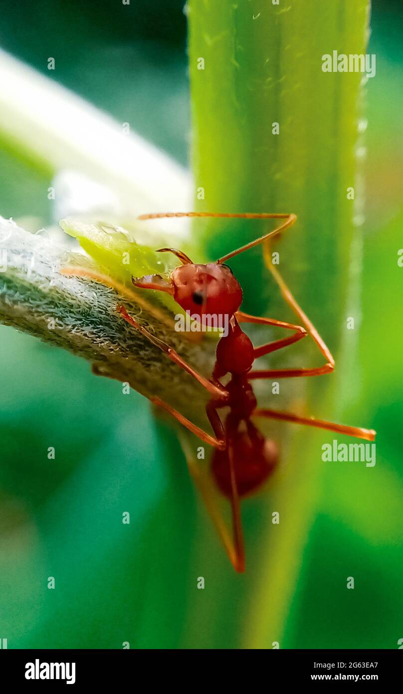 Rote Ameise sammelt süßen Nektar auf Pflanze mit grünem Hintergrund. Makroinsekt der Natur. Stockfoto