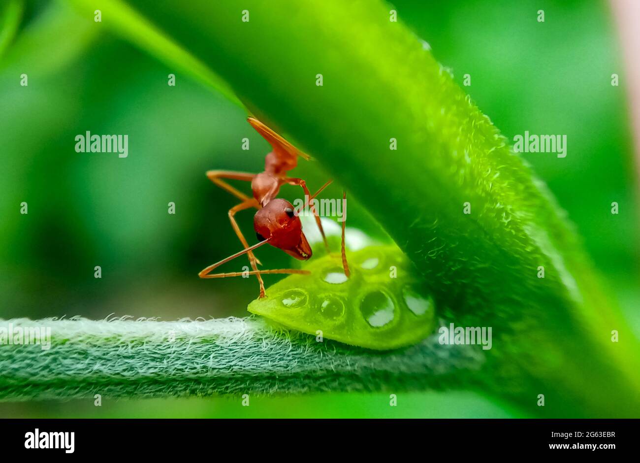 Rote Ameise sammelt süßen Nektar auf Pflanze mit grünem Hintergrund. Makroinsekt der Natur. Stockfoto