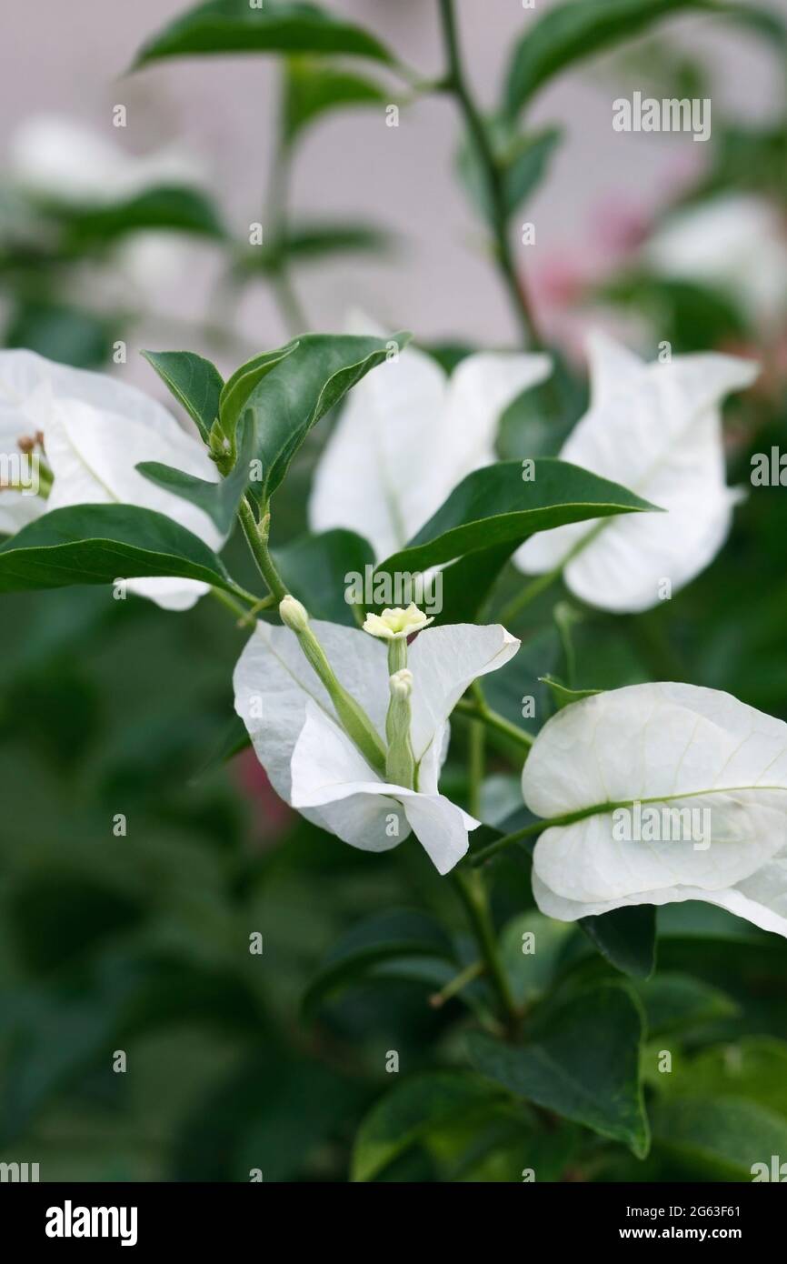 Bougainvillea 'White Cascade' blüht. Stockfoto