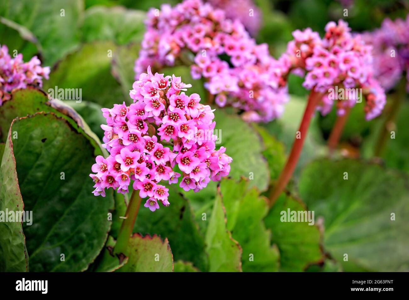 Rosa Blüten von Bergenia cordifolia, Herzblatt Bergenia, wächst im Garten im Frühjahr. Bergenia ist eine immergrüne Staudenpflanze. Stockfoto