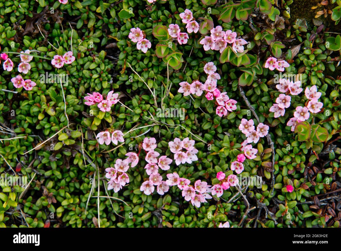 Kleine rosa Blten und ledrige grne Bltter der alpinen Azaleen  Stockfotografie - Alamy