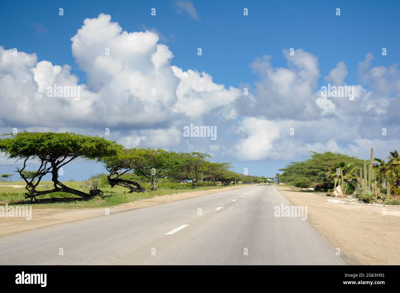 Leere Straße in der Nähe der Küste von Aruba, mit einigen der endemischen Divi-Bäume neben der Straße. Stockfoto