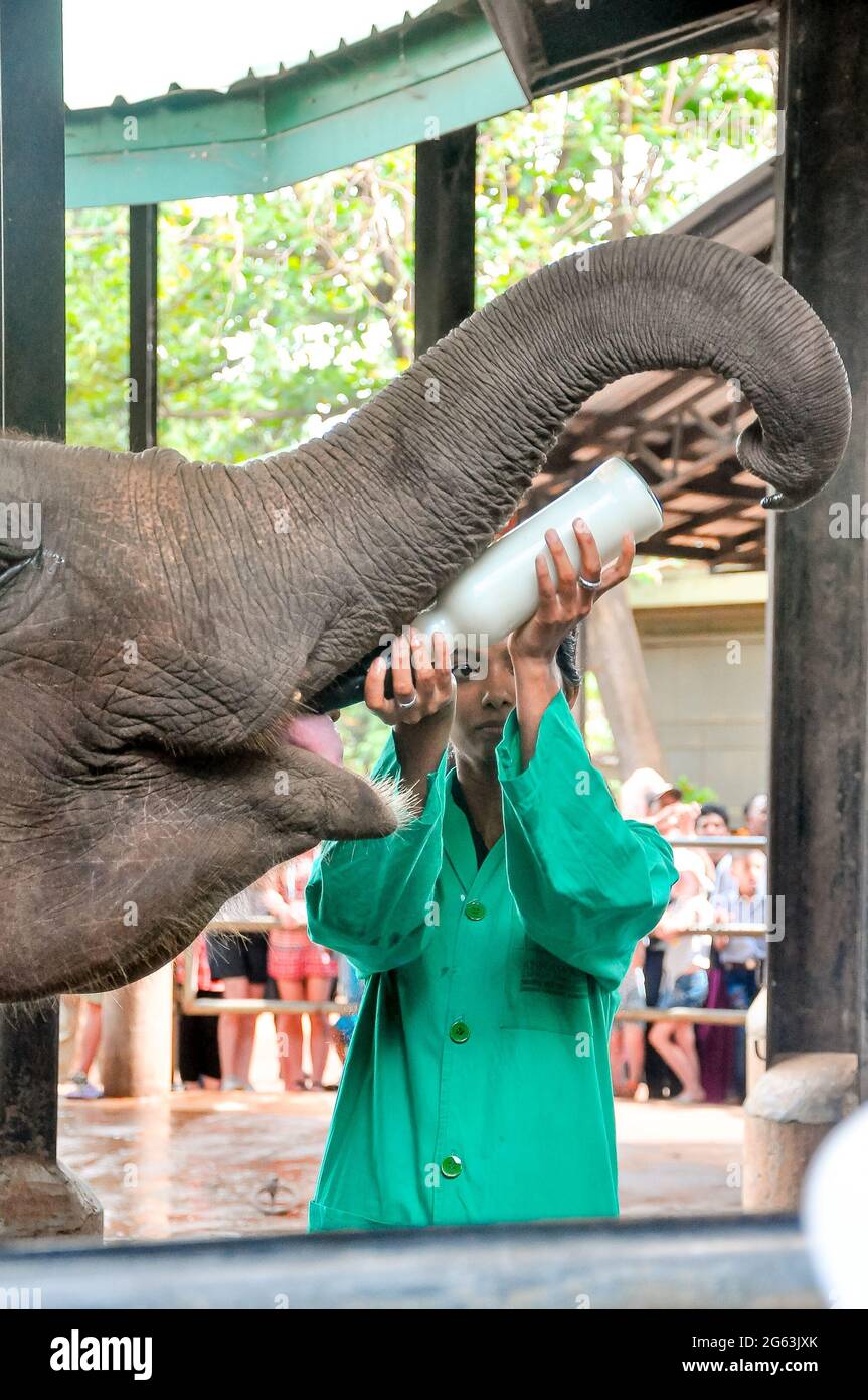 Gibt Milch für ein Elefantenbaby im elefanten-Waisenhaus pinnawala, srilanka Stockfoto