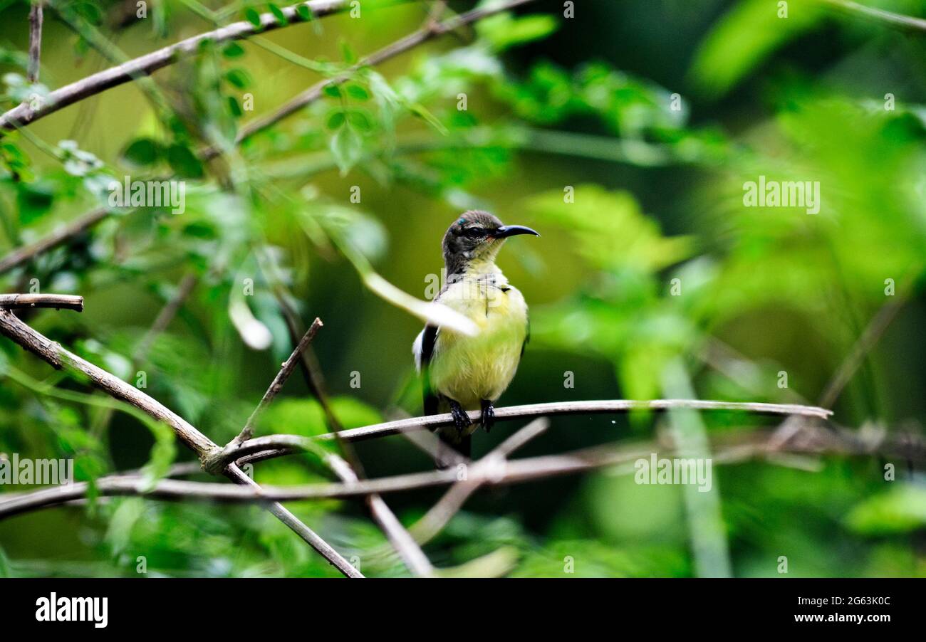 Vogel im Porträt. Schöner Vogel in sri lanka Stockfoto