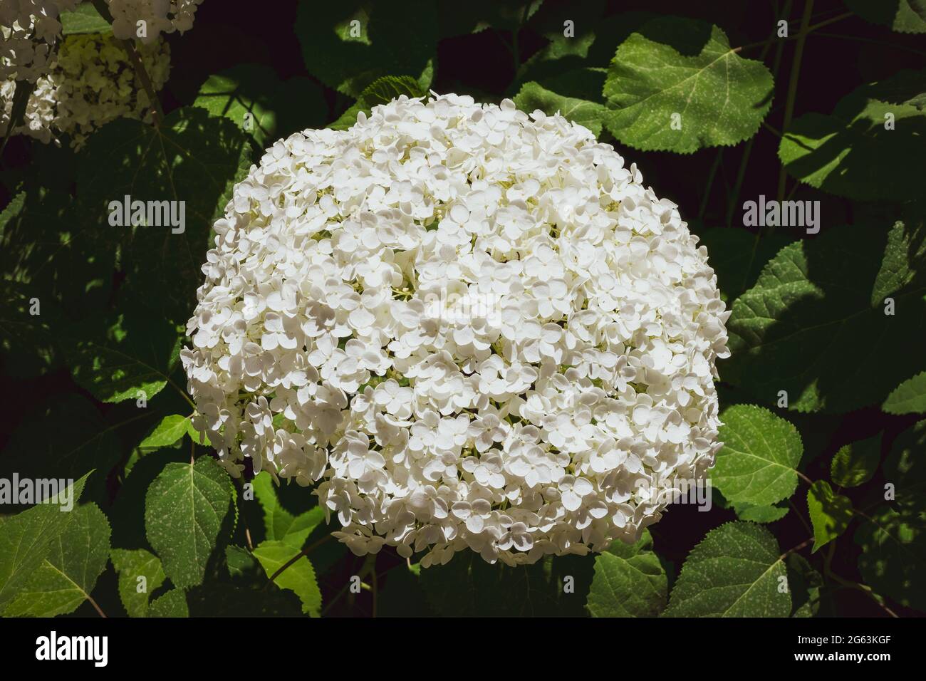 Nahaufnahme einer prächtigen weißen Hortensienpflanze, Symbol der Liebe, mit ihren charakteristischen Blüten. Stockfoto