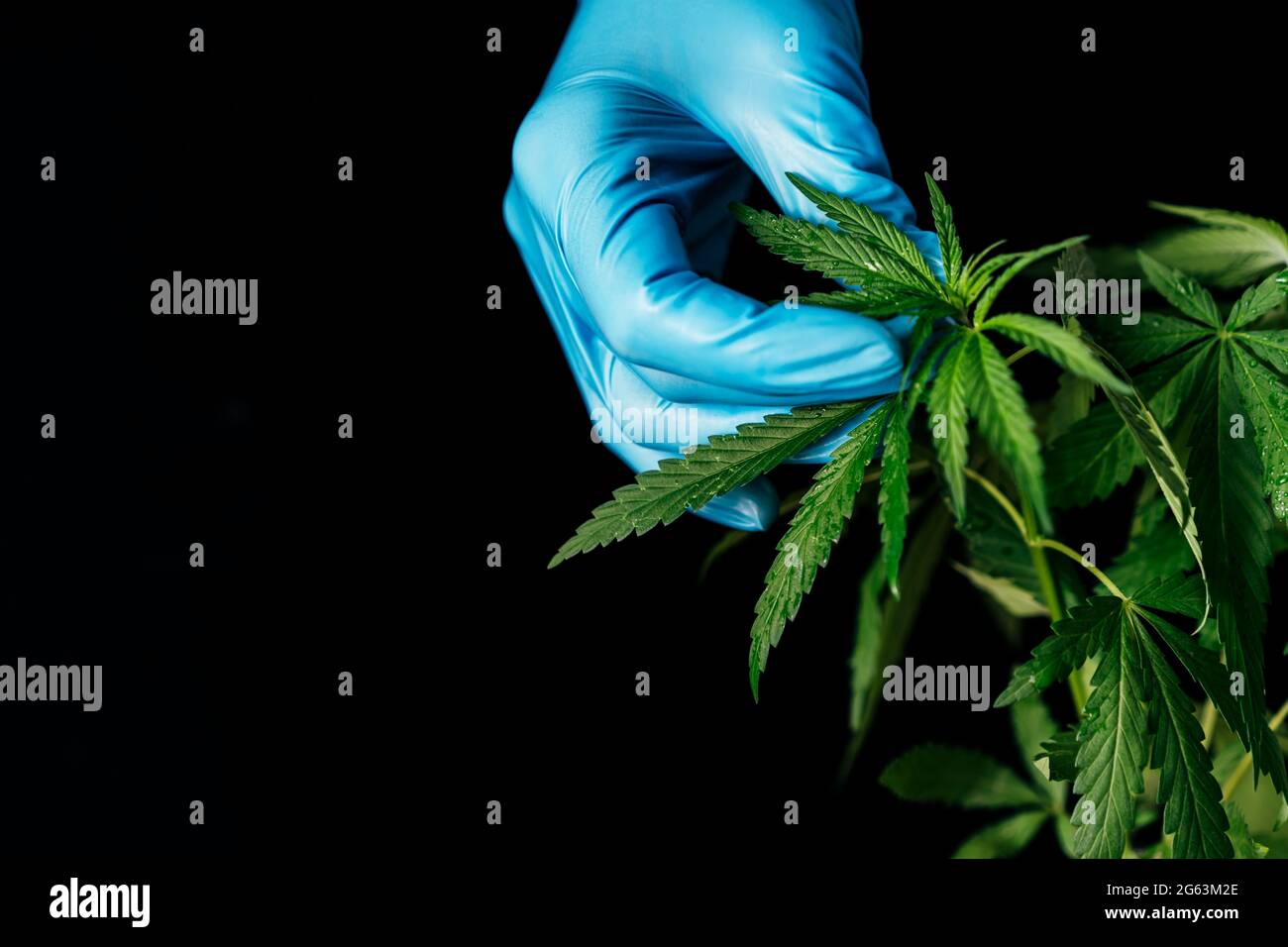 Hand in blauem Handschuh berührt den Verlauf von Cannabis. Stockfoto