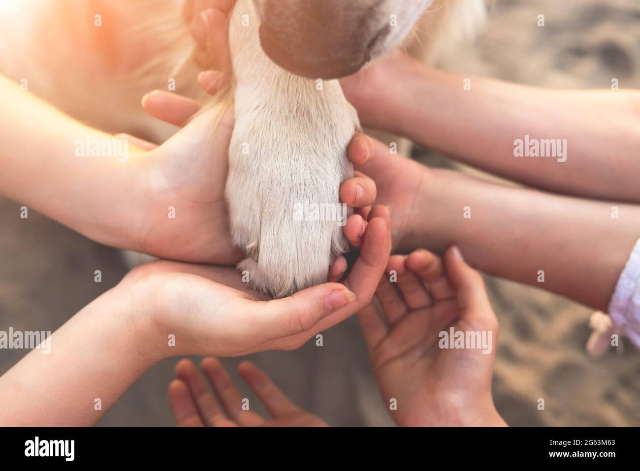 Menschliche Hände und Hundepfote, Draufsicht Stockfoto